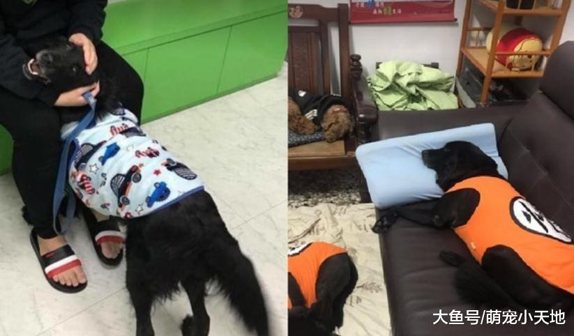 60斤大胖狗搖尾巴堵吃飯，他轉圈圈閃躲無奈面壁嗑光