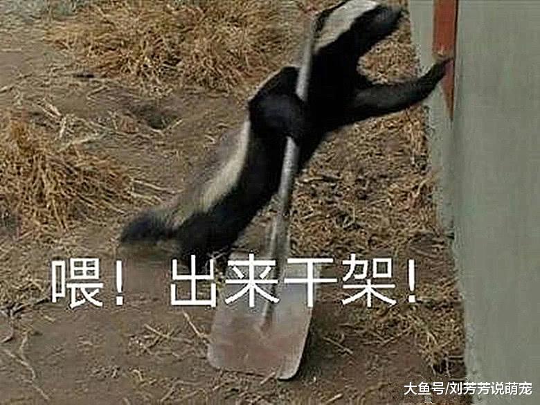 如果人类和平头哥干仗，最后的赢家会是谁？答案让人不敢相信