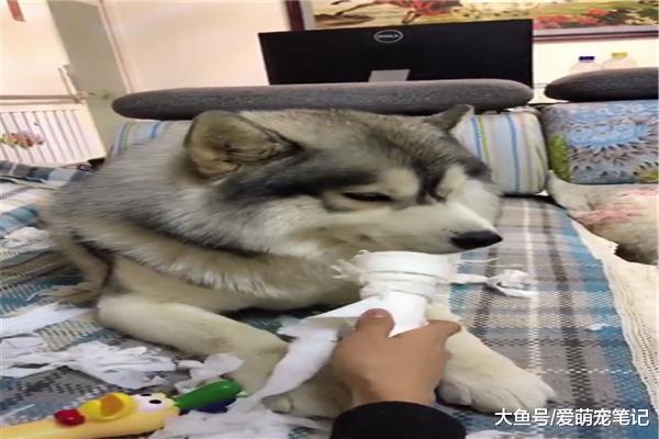 哈士奇總是撕衛生紙，主人就拿尖叫雞來言傳身教，網友：殺雞儆狗