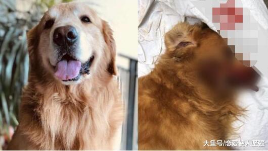 打死金毛的男子求网友放过，地狱空荡荡，恶魔在人间！