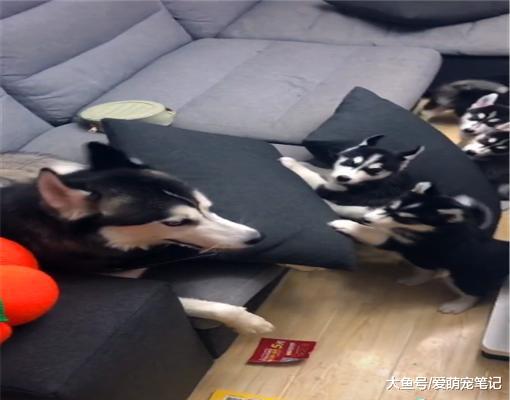 二哈刚升级当妈，却不乐意给孩子喂奶，结果想出了一个“馊主意”