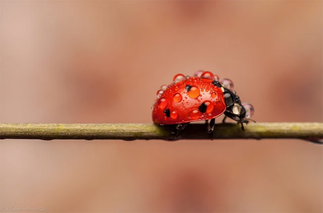 分享微距摄影技巧：如何选择微距镜头？新手也能快速掌握
