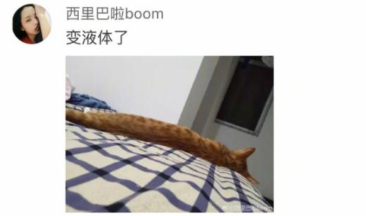 你家猫咪从小大到有什么变化？某网友：本来是猫后来是猪