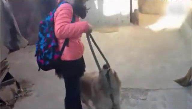 金毛看到好久不见的女主了，就跑去抱女主！结局让女主下不了台！