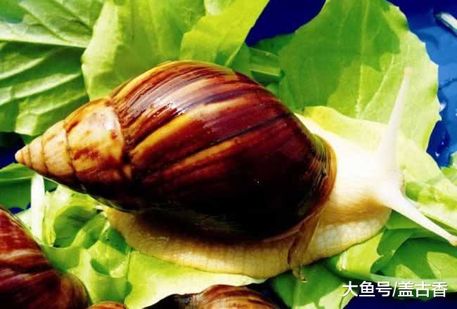 它让英国人闻风丧胆，来到中国后，烧烤摊，夜宵店却都少不了它！