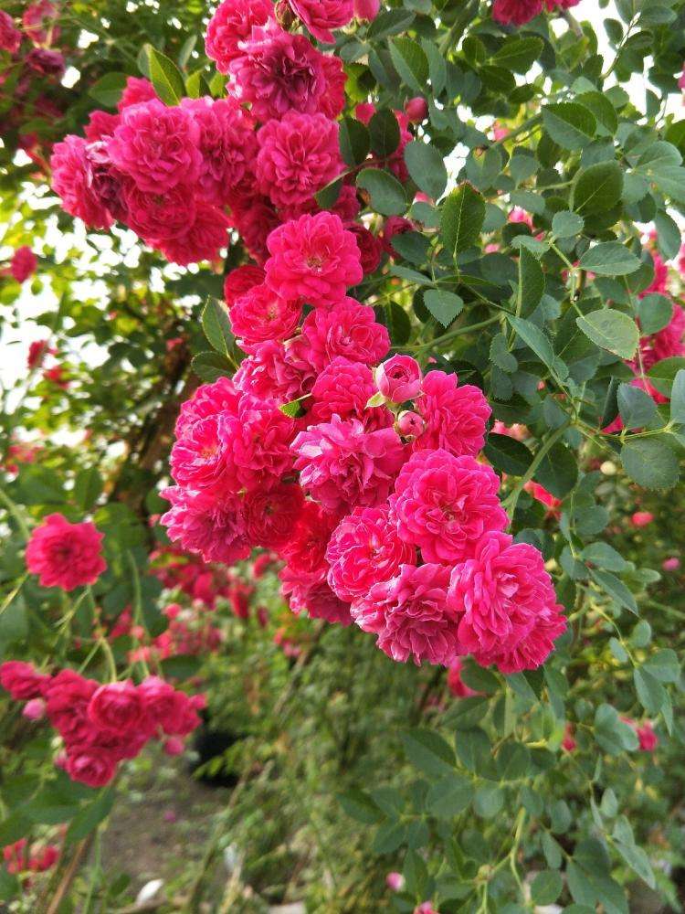 那咱们到底该怎么给月季浇水呢？快来学习一下吧！