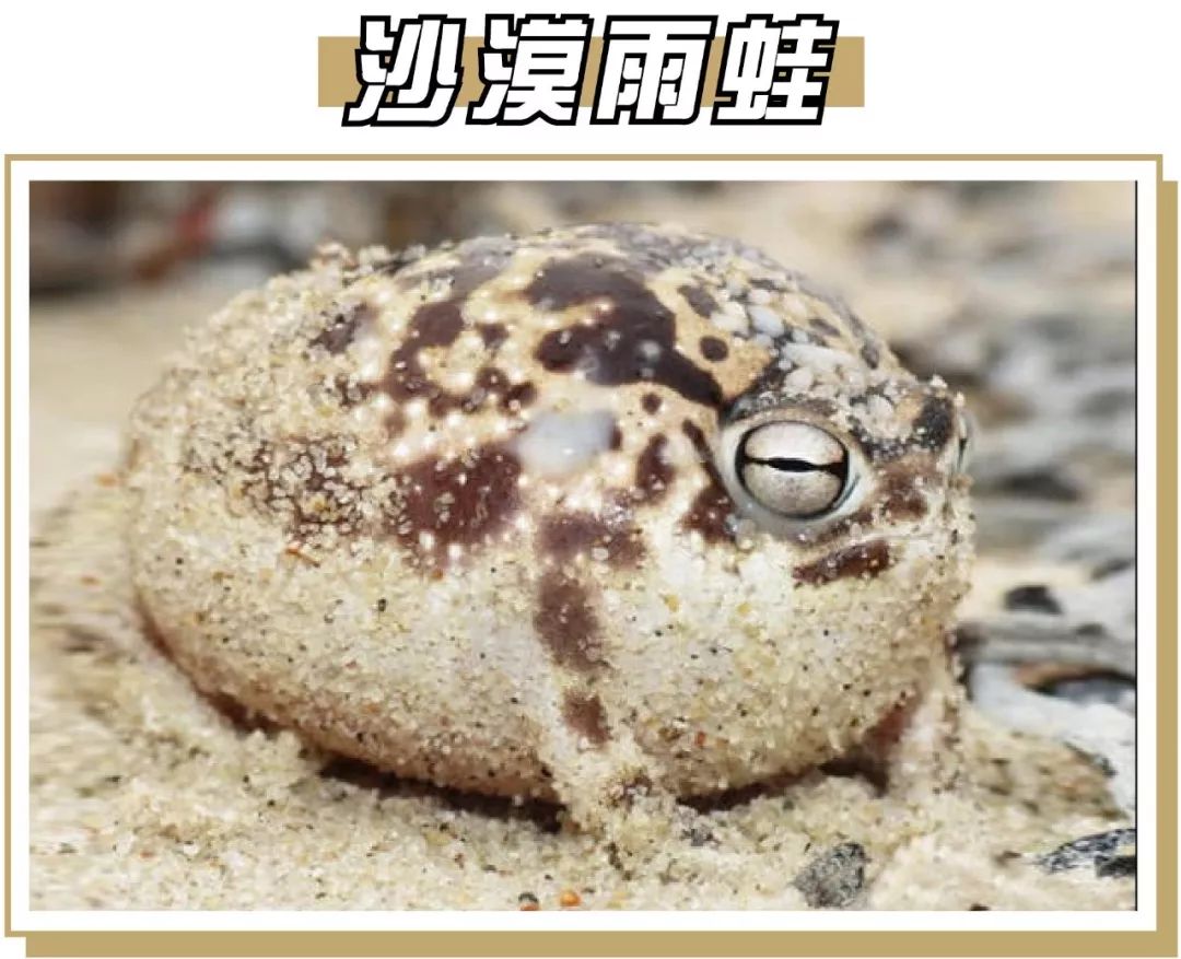 终极猫控听力试题！进来看看你能得几分？