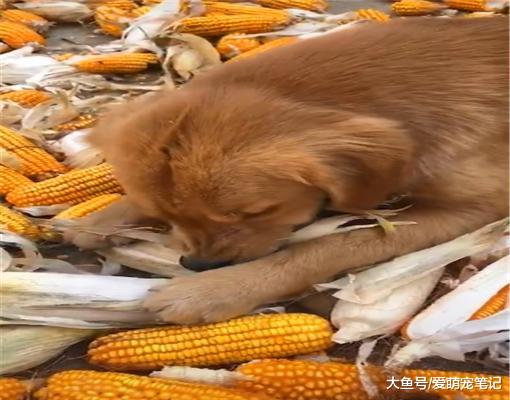 网友带金毛回农村老家，居然帮主人撕玉米皮，汪：找到用武之地了