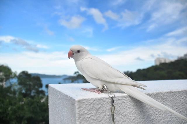 网友：月轮鹦鹉有这么多种颜色？实在太漂亮了！看完我好想养一只