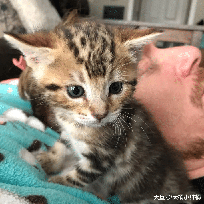 小猫被大叔救助，长大后懂得关心他人，天冷时趴在大叔怀里送温暖