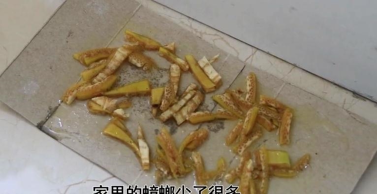 消灭蟑螂还去买蟑螂药吗? 教你洗洁精灭蟑螂, 蟑螂死光光, 安全又实