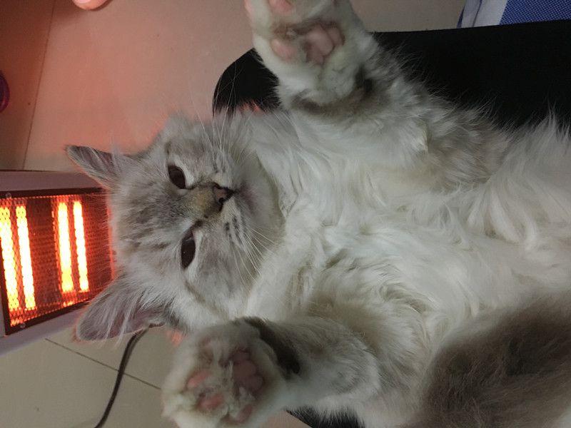 冬天到了, 小猫不愿意呆猫架, 非要跟人黏在一起