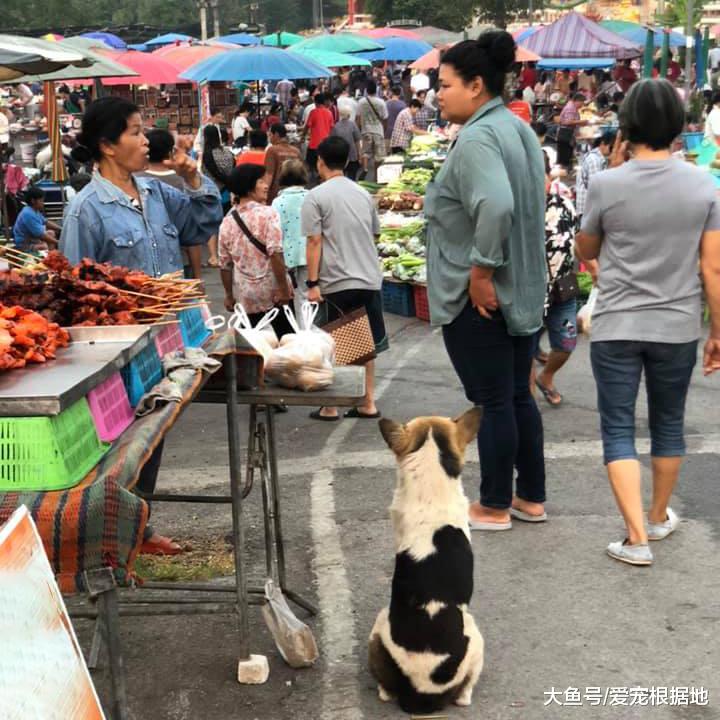 菜市场的流浪狗，赖上卖炸鸡的阿姨，只因她喂了自己一块肉