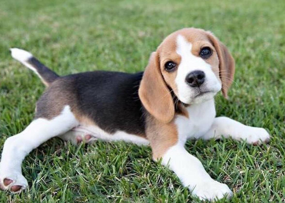 养过那么多的狗狗里，我最喜欢个性鲜明的比格猎犬！