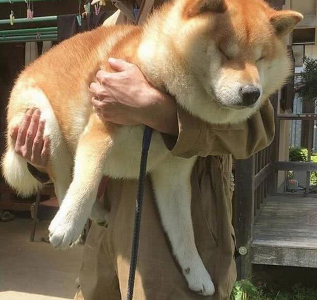 肥胖不是病，胖起来要命！狗狗肥胖危害大，那该如何给它科学减重