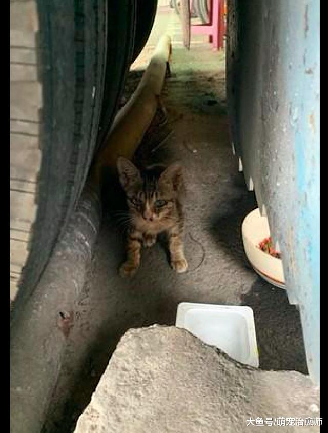 阿姨喂养流浪猫常收到投诉，一天意外收到了张纸条，心里瞬间好暖