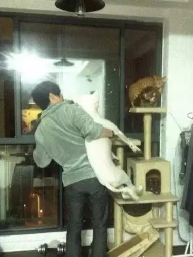 家里的薩摩半夜起來照鏡子，差點嚇壞啦....