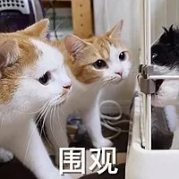 猫咪猫闹该怎么办？现在还有人相信棉签大法？