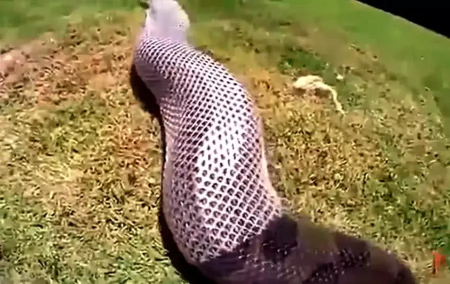 家養蟒蛇蛻皮，主人眼看很是心疼，緊接著的做法讓人汗毛直立