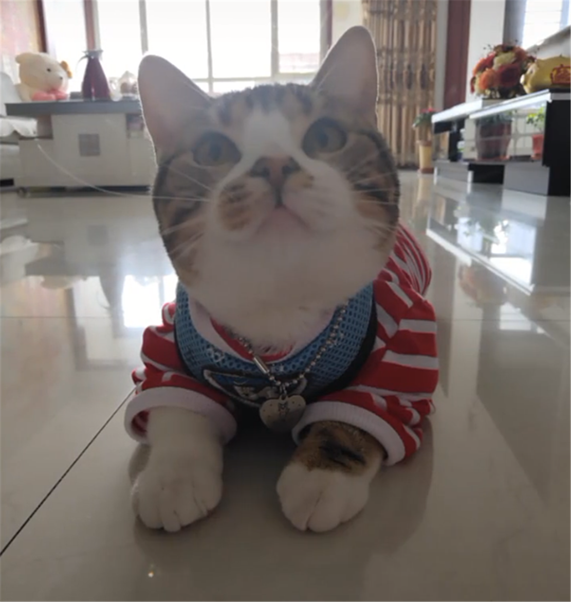 猫咪被电水壶烫到爪子，一见水壶就拍打，猫：还敢不敢烫我……