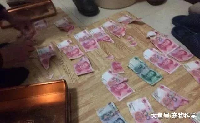 给你家狗子花钱最多的一次干了啥？