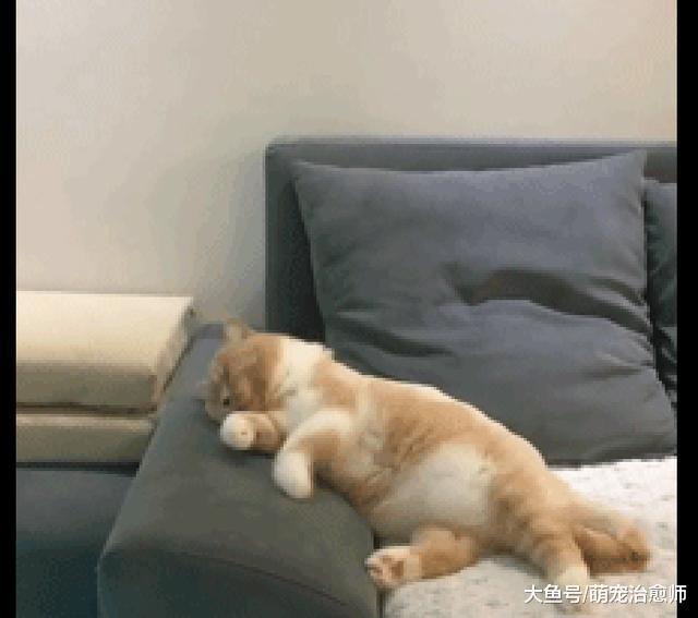 小貓咪在沙發上睡著了，然后還做夢在捉老鼠，小腿蹬的好可愛！