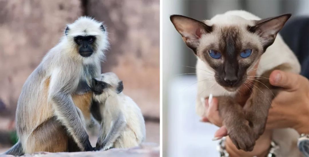 挖煤工脸可不是猫咪专属，TA还有这些小伙伴们！