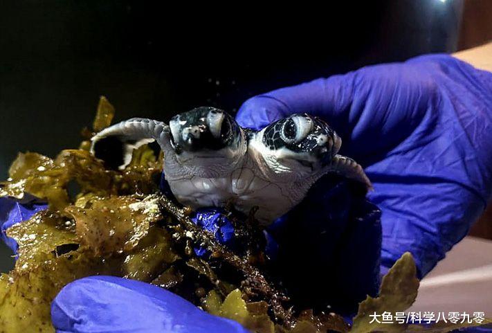 马来西亚惊现双头海龟，两头各控制一边肢体，但仅存活2天！