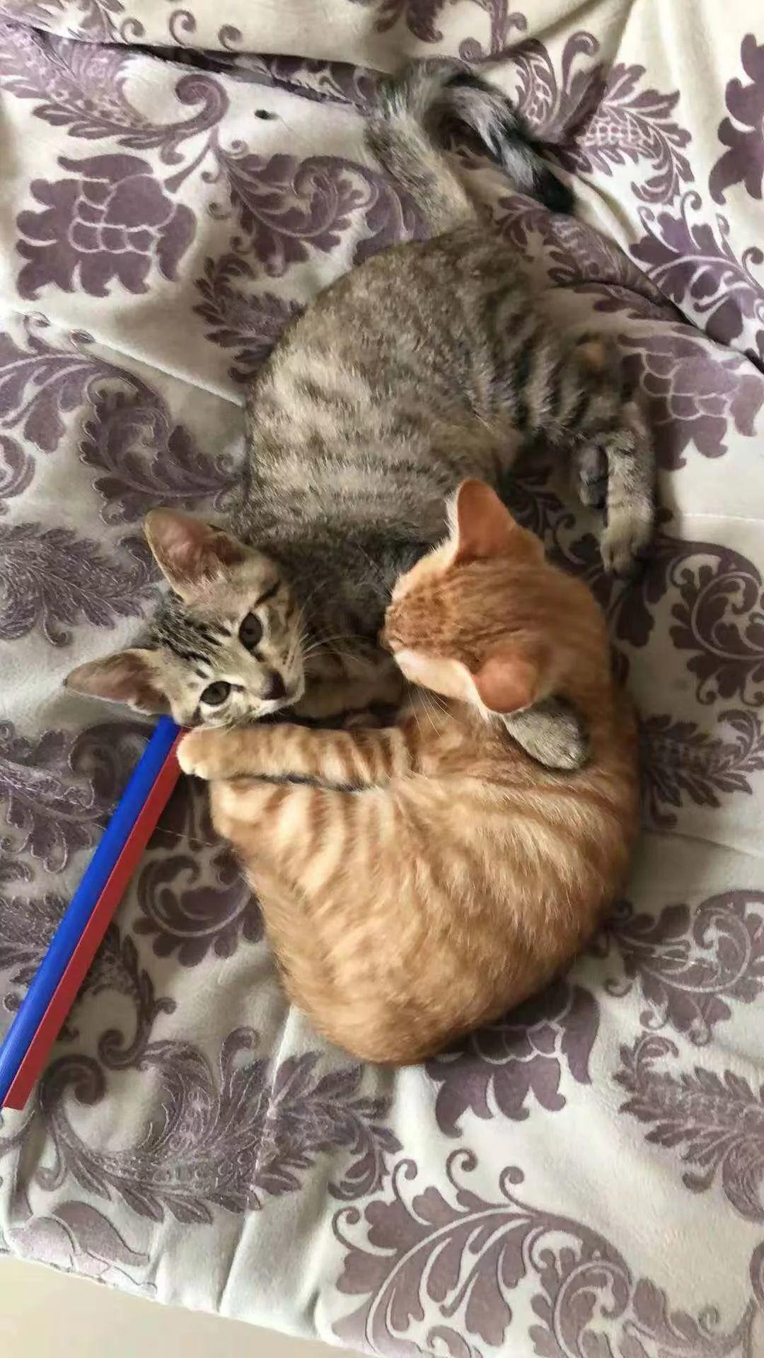 谁告诉你绝育之后就不能怀孕了？