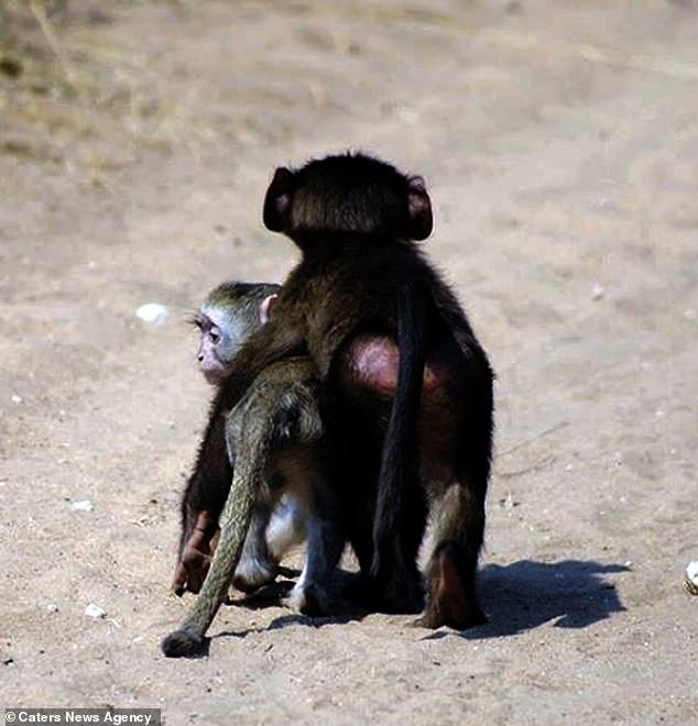 3只孤儿狒狒被救，整天粘着狗妈妈和幼犬抢奶喝，还学会了撸猫