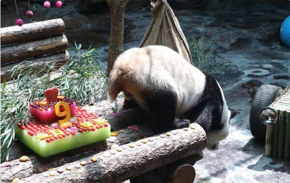 国宝大熊猫9岁大寿喜提豪车，豪华冰果蛋糕吃到腻！