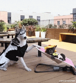 养二哈的体验，网友：二哈“表情帝”的称号的确是名不虚传