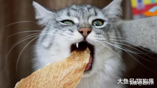 新手养猫：猫咪日常所需的零食、玩具怎么选？