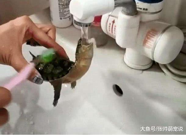 女子用牙刷给乌龟洗澡时，它突然长大嘴巴，网友：心是真的大啊！