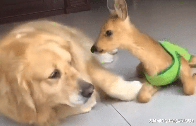 金毛救了只小鹿，过着“没羞没臊”的生活，主人都要羡慕了