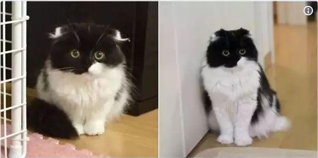 猫咪十年对比挑战! 这还是当初的主子吗?