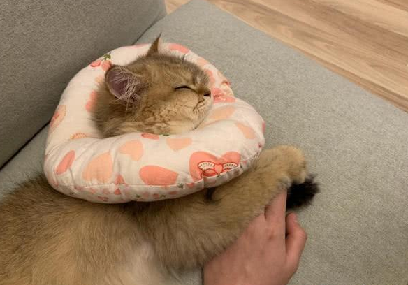 美国短毛猫怕人怎么办，应该让猫咪走过来，还是主动接触猫咪？