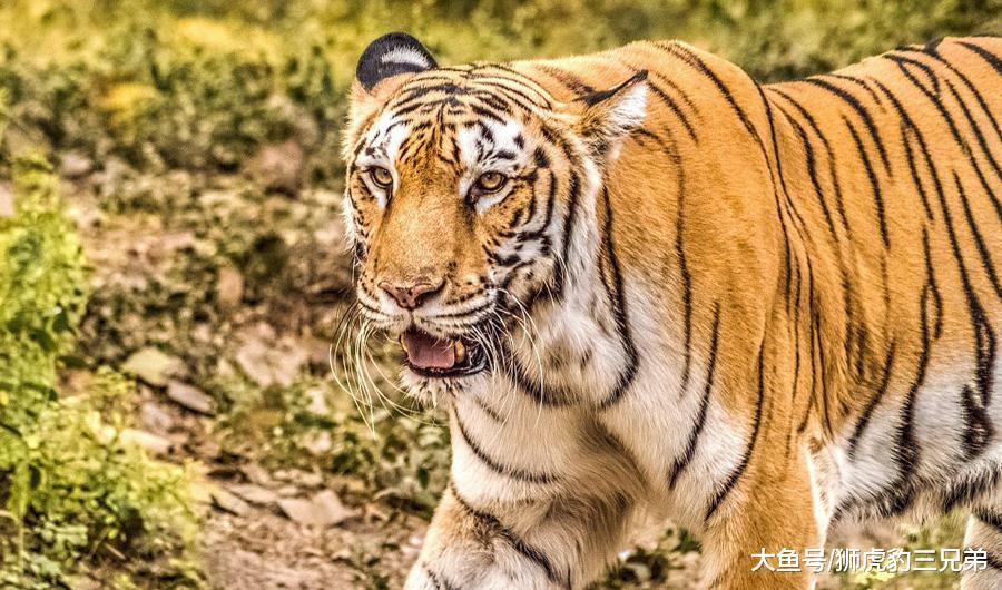 全部老虎亚种, 算上已经灭绝了的, 哪种老虎最凶猛?