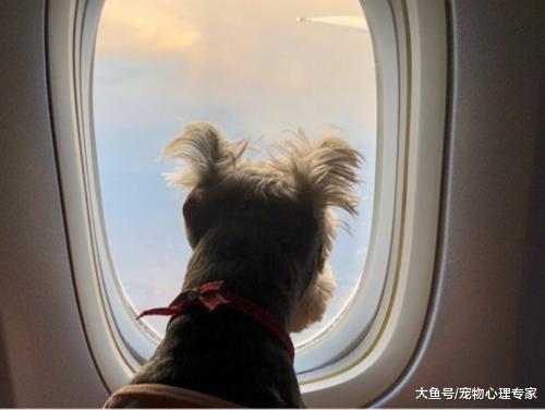 春節帶狗出行選擇航空托運？并非所有的狗狗都上得了飛機