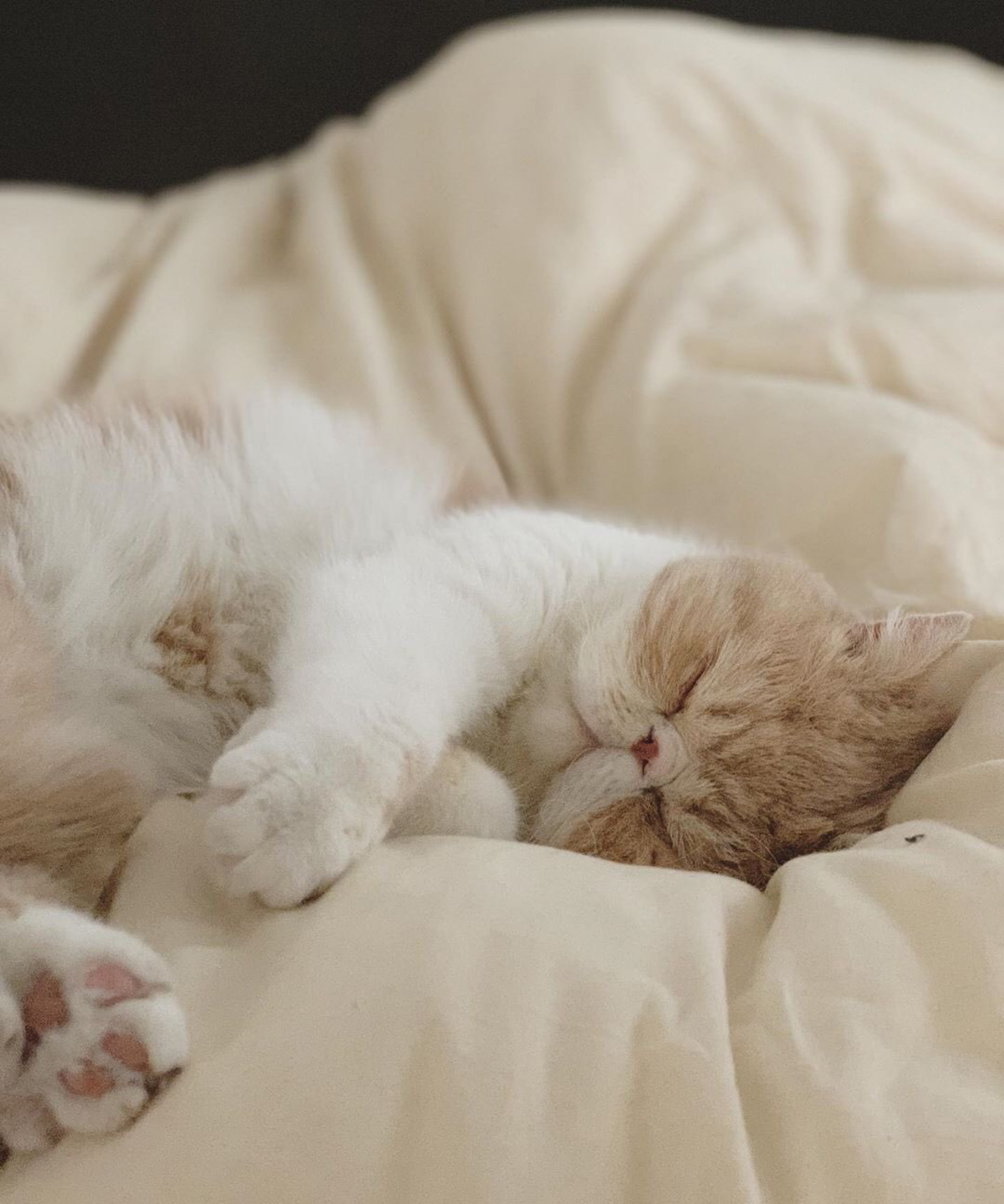 这只加菲猫的颜值一点也不输给布偶猫，要萌死人啊！好想抱走……