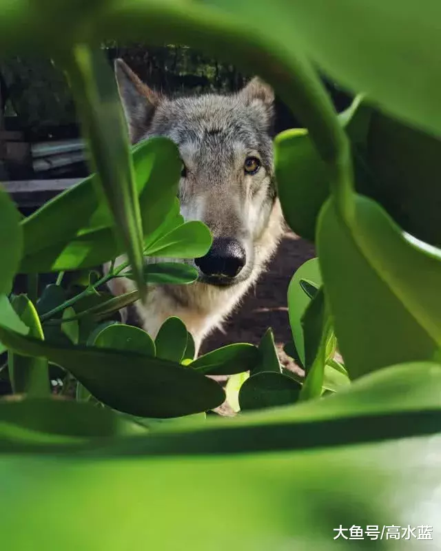 美女因驯服野生巨狼火了，专家却说：别急，这货可能是狗…