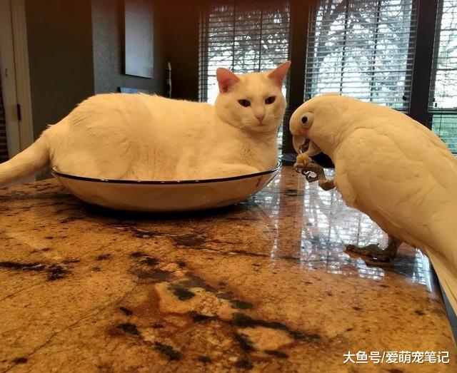 2只小猫托付给人类，流浪猫妈妈偶尔前来探望，男子的做法很暖心