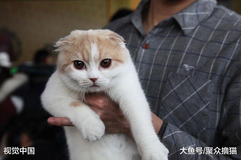 貓咪在家犯了錯怎么辦？不要忍讓不要打，這樣處理才正確