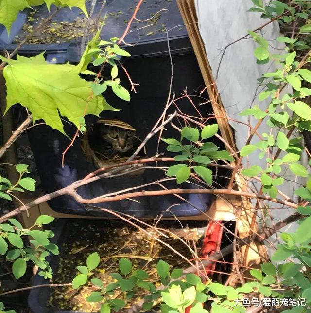 男子发现6只流浪猫，捕捉仅用30分钟就收工，全靠猫妈一家太配合
