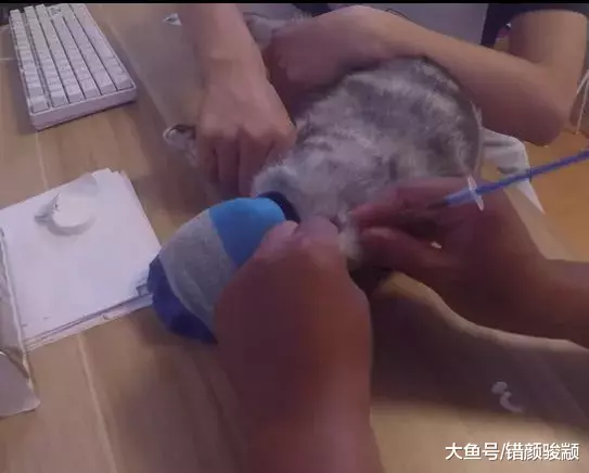 喵星人为了不打针，装吐 装死 卖萌！最后还是袜子套头打针！