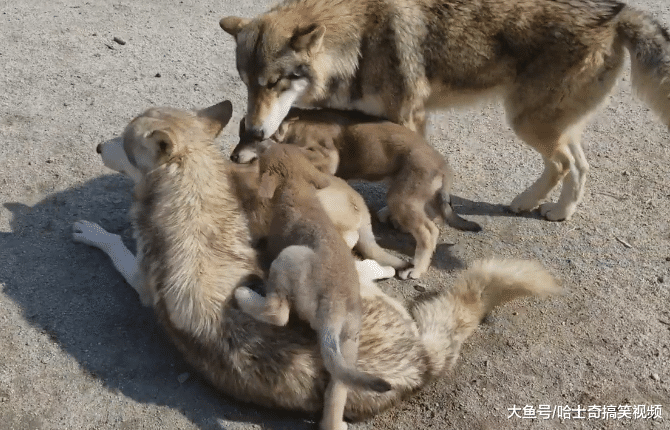二哈被狼犬看上，结果生下的娃都不像它，二哈想“赖账”了