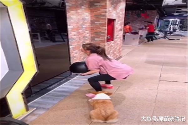 柯基做平板支撑，结果却发现睡着了，汪：尽力了，请原谅我腿太短