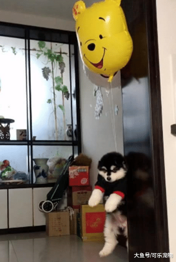 为了对付不听话的狗子，主人在狗身上绑了气球，小狗就被带上了天