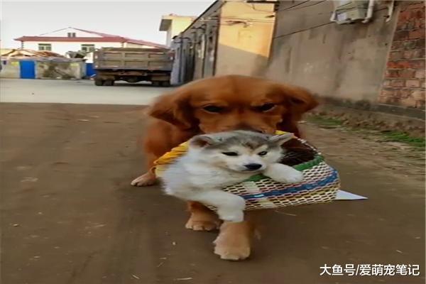 金毛嫌二哈拆家，趁主人不在將它丟到垃圾堆，網友：一家不容二狗