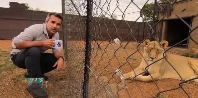 飼養員當獅子面喝咖啡，獅子看到后撒嬌非要喝，喝完后的表情亮了